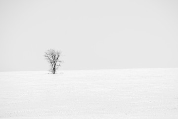 Black and white landscape lone tree