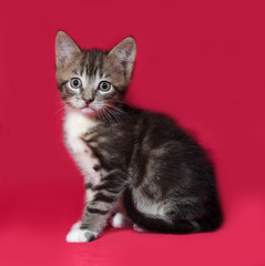Striped and white kitten sitting on red