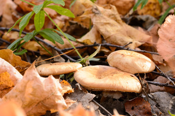 Mushrooms among the fallen yellow foliage