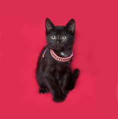 Fototapeta premium Black kitten sitting in pink collar on red