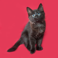Black fluffy kitten sits on red