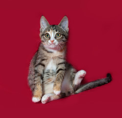 Tricolor kitten sitting on red