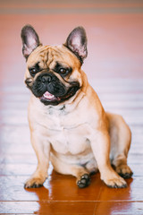 Funny Dog French Bulldog sitting on old wooden floor indoor.