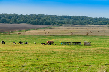 Fototapeta na wymiar Landscape, cows grazing in the fields, milking equipment, a mobi
