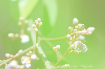 abstract background flower is out of focus blur