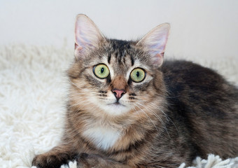 Fluffy tabby cat lying on carpet of faux fur
