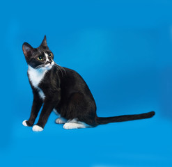 Black and white cat sitting on blue