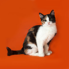 Tricolor fluffy kitten sitting on orange