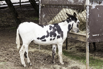Donkey eating on a farm