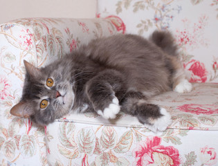 Fluffy gray cat lies on chair