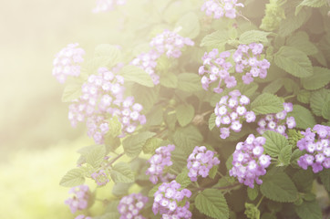 Beautiful flowers made with colorful filters.