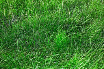 Green grass.