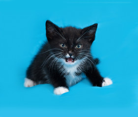 Black and white kitten lies on blue
