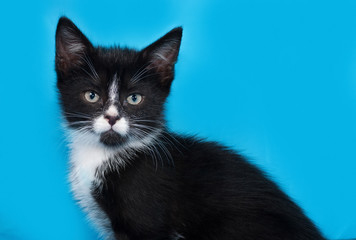 Black and white kitten sitting on blue