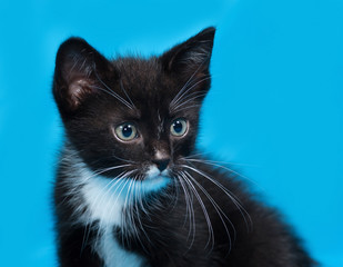 Black and white kitten sitting on blue