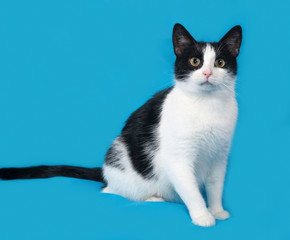 White and black cat sittng on blue