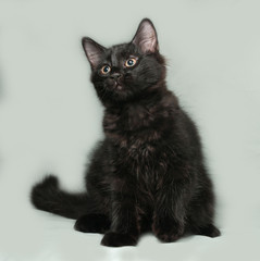 Black fluffy kitten sitting on gray