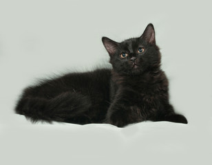 Black fluffy kitten lies on gray