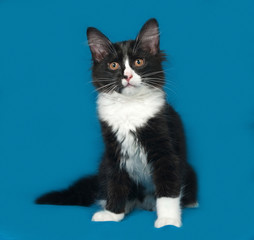 Black and white fluffy kitten sits on blue