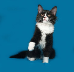 Black and white fluffy kitten sits on blue