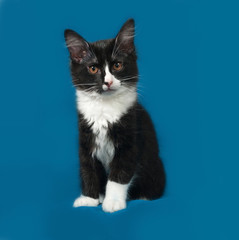 Black and white fluffy kitten sits on blue