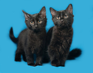 Two black fluffy kitten sits on blue