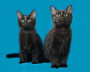 Two black fluffy kitten sits on blue