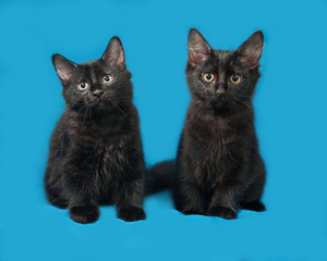 Two black fluffy kitten sits on blue