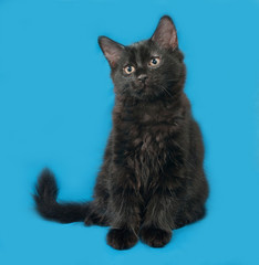 Black fluffy kitten sits on blue