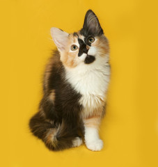 Tricolor kitten sitting on yellow