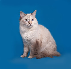 Siberian cat seal point sitting on blue
