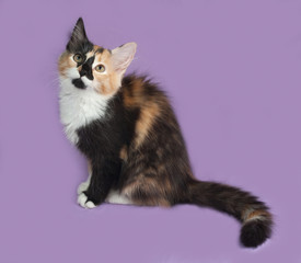 Tricolor kitten sitting on lilac