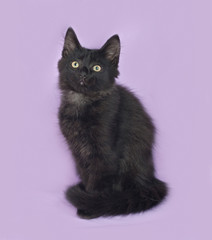 Black fluffy kitten sits on lilac