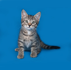 Striped kitten sitting on blue