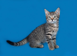 Striped kitten sitting on blue