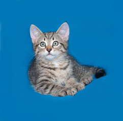 Fototapeta na wymiar Striped kitten lying on blue