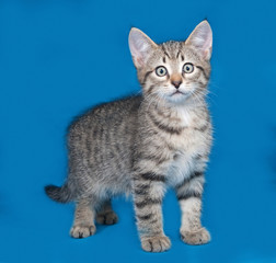 Fototapeta na wymiar Striped kitten standing on blue