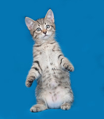 Fototapeta na wymiar Striped kitten sitting on blue