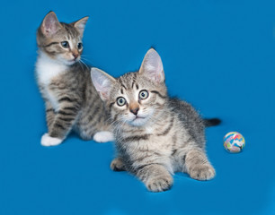 Two striped kitten on blue