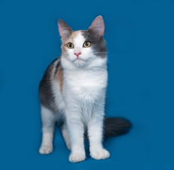 Fluffy tricolor cat standing on blue
