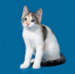 Tricolor kitten sitting on blue