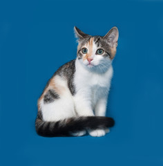 Obraz premium Tricolor kitten sitting on blue
