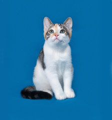 Tricolor kitten sitting on blue