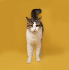 Obraz premium White and striped fluffy cat standing on yellow