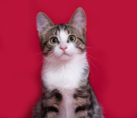 Tabby kitten sitting on red