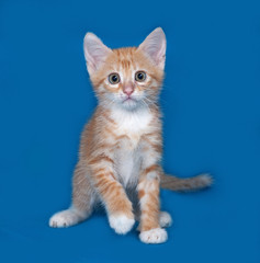 Fototapeta premium Red and white kitten sitting on blue
