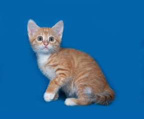 Fototapeta na wymiar Red and white kitten sitting on blue