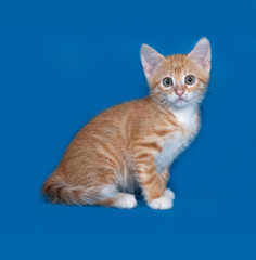 Red and white kitten sitting on blue