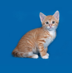 Fototapeta na wymiar Red and white kitten sitting on blue