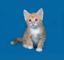 Red and white kitten sitting on blue